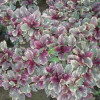 ������� "Burgundy Glow" (�������� ����) - ����-��������