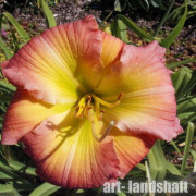 �������� ��������� "Yazoo Star Fire"  (��� ���� �����) - ����-��������