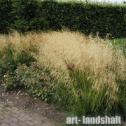 ������� "Goldschleier" (���������) - ����-��������