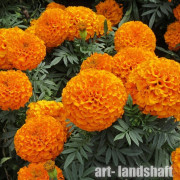 �������� �������� ������������ "Discovery Orange" - ����-��������