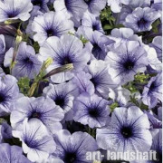 ������� �������������� (�����������) "Celebrity Blue Ice" - ����-��������