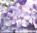 ����� ����������� "Lovendel Wolke" (�������� ������) - ����-��������