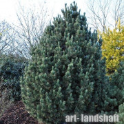 ���� (����� ��������) Glauca ("������") - ����-��������
