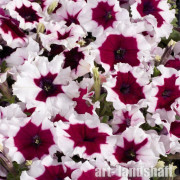 ������� �������������� (�����������) "Celebrity Burgundy Frost" - ����-��������
