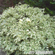 ��������� ������� "Variegatus" (����������) - ����-��������