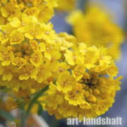 ������� ������ "Montanum" (��������) - ����-��������
