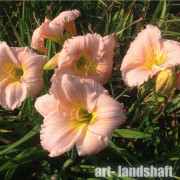 �������� ��������� "Barbara Mitchell" (������� �������) - ����-��������