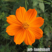 ������ �����-����� Cosmic Orange ("������ �����") - ����-��������