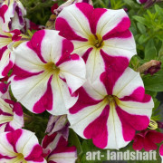 ������� ��������� "TR Magenta Star" - ����-��������