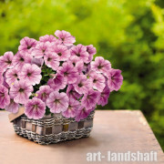 ������� ��������� (���������) "TR Silver Vein" - ����-��������