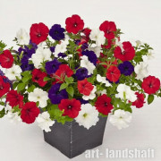 ������� ��������� (���������) "TR Liberty Mix" - ����-��������