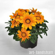 ������� ����������� Zany Orange ("���� �����") - ����-��������