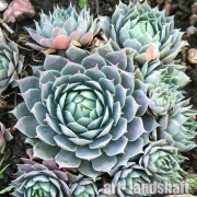 �������� "Blue Star" (��� ����) - ����-��������