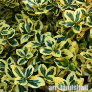 ��������� ������� "Emerald Gold" (�������� ����) - ����-��������