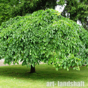 ��� �������� "Pendula" - ����-��������