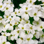 ������ ���������� "Little Treasure White" (����� ����� ����) - ����-��������
