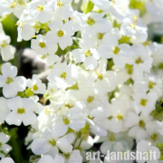 ������ ���������� "Catwalk White" (������� ����) - ����-��������