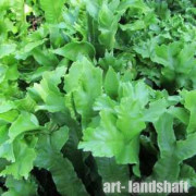 ��������� �������������� "Cristatum" (���������) - ����-��������