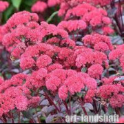 ������ ��������� "Red Cauli" (��� �����) - ����-��������