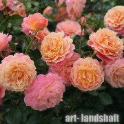 ���� ��������� Peach Melba ("��� ������") - ����-��������