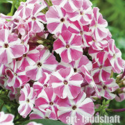 ����� ����������� "Peppermint Twist" (��������� �����) - ����-��������