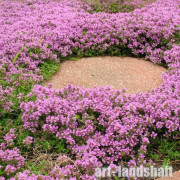 ����� ���������� "Autropurpurea" (������������) - ����-��������