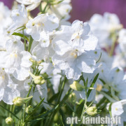 ���������� ��������������� Summer Stars ("������ �����") - ����-��������