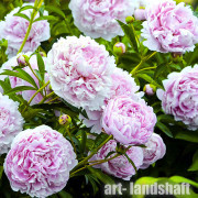 ���� ���������������� "Sarah Bernhardt" (���� ������) - ����-��������