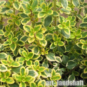 ������ ��������������� "Lemon Variegated" (����� ����������)  - ����-��������