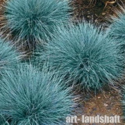 �������� ����� "Elijah Blue" (������� ���) - ����-��������