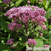 ��������� ��������� "Autropurpureum" (�������������) - ����-��������