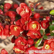 ���� ������������ "Fire Dansel" ("����� ����") - ����-��������