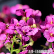 ������ ���������� Catwalk Pink ("������� ����") - ����-��������
