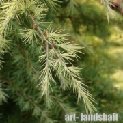 ���� ����������� Aurea ("�����") - ����-��������