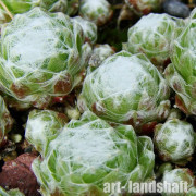 �������� ����������� "Alabaster" (���������) - ����-��������