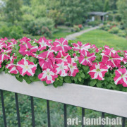 ������� ��������������� (�����������) "HD Rose Star" - ����-��������