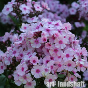 ����� ����������� Pinky Hill ("����� ����") - ����-��������