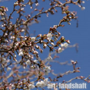 ����� �������� Kojou-no-may ("����� �� ���") - ����-��������