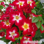 ���� Everglow Ruby ("�������� ����") - ����-��������
