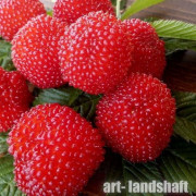 ������-�������� ������� (Rosalin) - ����-��������