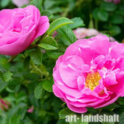 ���� ������ "Rubra" (�����) - ����-��������
