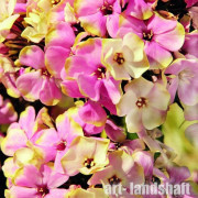 ����� ����������� Neon Sherbet Blend ("���� ������ �����") - ����-��������