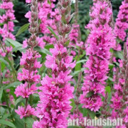 ��������� ���������� "Rosy Gem" (���� ��e�) - ����-��������