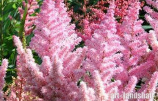�������� ������� Silver Pink ("������� ����") - ����-��������