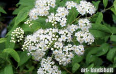 ������ �������� Albiflora ("����������") - ����-��������