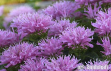 ���������������� SUGAR BUZZ Pink Frosting ("���� ��� ������������") - ����-��������