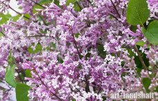 ������� ������ ������ Flowerfesta Purple ("���������� �����") - ����-��������