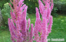 �������� Davidii  - ����-��������