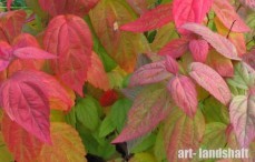 ������ �������� Macrophylla ("����������") - ����-��������