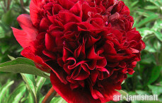  ���� ���������������� Red grace ("��� �����") - ����-��������